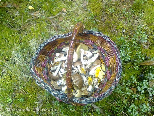 Не смотрите , что корзина только на половину заполнена- она огромная, литров на 15 наверное, оплетала 12 литроввое ведро, но выше его на 15 см! Тяжело ее по лесу таскать, буду плести новую- поменьше!А у мужа корзинка поменьше и она полная! (фото 18)