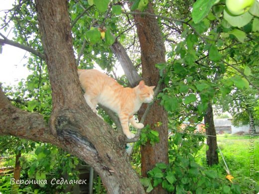 А это - наш активный кот! (фото 5)