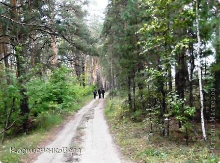 Хорошо в лесу! Запах хвои и грибов наполняет нас целиком! (фото 15)