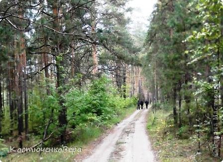 Ленточный бор находится неподалёку от нашей школы! И попасть в осенний лес для нас не сложно, пешком! (фото 1)