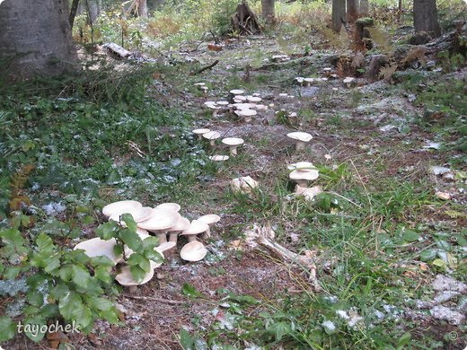 Вообще грибов было очень много! Но, во-первых, местные признают только белые грибы, все остальные нам велели выбросить!, а во-вторых, что нам было в гостинице с теми грибами делать? Поэтому мы их фотографировали (фото 29)