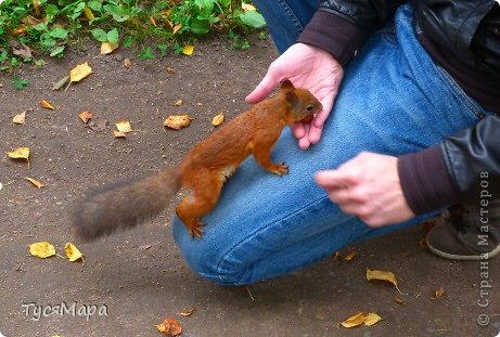 Там, где тихо бродит Осень... (фото 10)