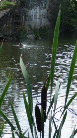 Во рве водится множество уток, этим летом было 3 молодых выводка. (фото 14)