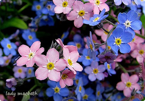 Кусудама Myosotis (Незабудка) и МК (фото 25)