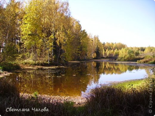 Любимое лесное озеро с карасями. (фото 4)