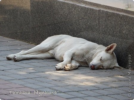 ... а что снится бродячей собаке? Кто мы для неё? (фото 3)