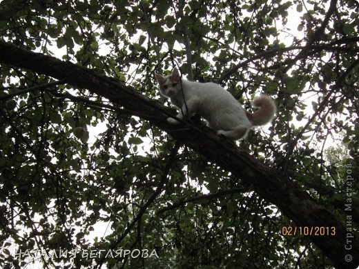 Пантя обожает это занятие. (фото 10)