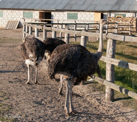 Площади для них, конечно, огромные - гуляй не хочу. (фото 7)