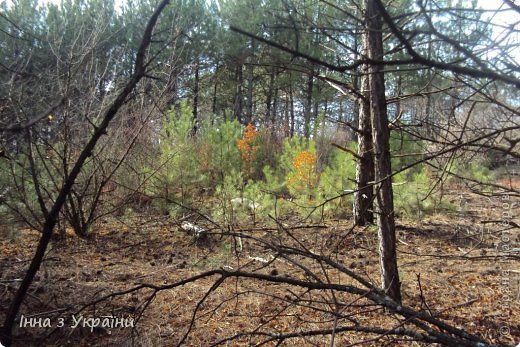 Нашли такую вот полянку молодых сосенок.   (фото 11)