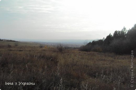  Конечно это не настоящий лес, в том смысле, что  он посажен человеком, когда осваивалась наша степь Донецкая. Воздух – чистейший! Хочется дышать и дышать! Так вкусно пахнет лесом, павшей листвой! (фото 2)