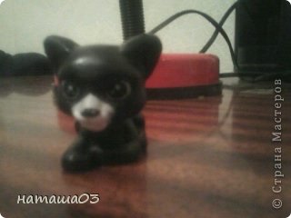 + новая кошка Полины дуся 
она мама  прошки и мошки  (фото 2)