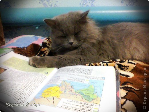 Но все спать что ли? Я же умный кот, надо продвигать себя дальше. Тем более, что история - интереснейший предмет!
(фото 2)