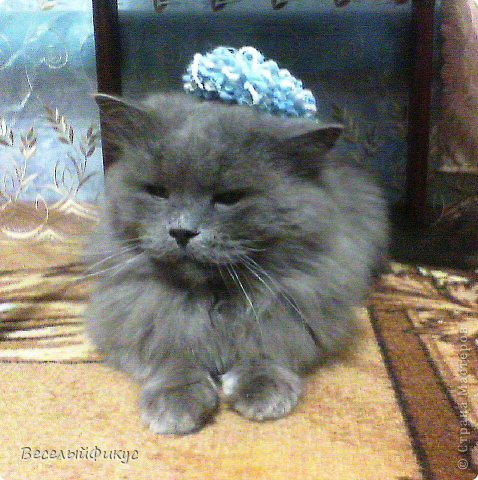А вот тут точно король! Хозяйка говорит, что здесь у меня взгляд полководца. А вы как считаете? (фото 6)