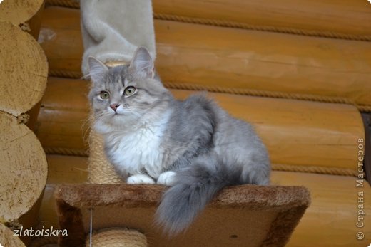 Люси обожает взбираться на самую верхнюю полку горки и оттуда наблюдать за остальными. (фото 32)