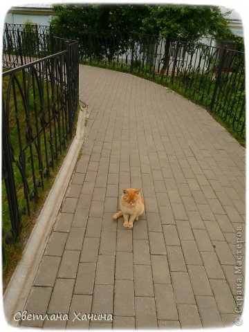 Забавно, но на Канавке очень много кошек. Они спят рядом с дорожкой в травке и совсем не боятся людей, очень-очень ласковые. (фото 21)