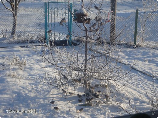 А вот и мои "куры". На улице -20, пасутся целыми днями под окном. (фото 7)