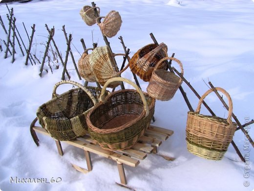 Живая изгородь из ивы(обрезанная).  (фото 2)