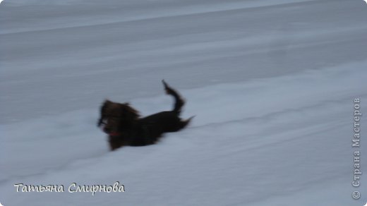 Вот как мы лихо носимся! И далеко не всегда слушаемся. А ведь в Братцеве трусила рядом с нами по прокошенной дороге. (фото 7)