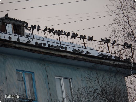 И вот такие посадочные места для голубей на крышах домов. (фото 46)