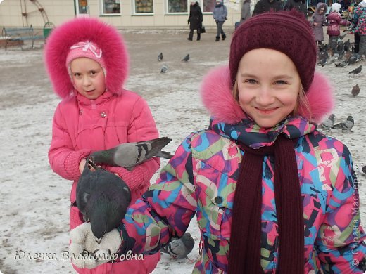 Наши городские голуби стали совсем ручными! (фото 20)