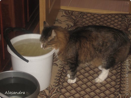 Воду пьем только из большой тары)) Никогда не пил воду из блюдца или миски с едой)) Всегда ему надо было ставить воду в ванной в ковшике, а как сделали ремонт, так он и там отказывается пить, теперь только из ведра пьет)) (фото 2)