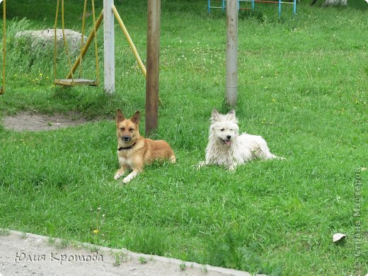 Собаки,скорее всего бездомные( (фото 7)