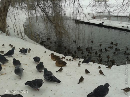 Небольшая прогулка от дома до парка (фото 33)