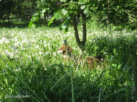 Очень хотелось сфотографироваться в одуванчиках,но пока собрались они уже превратились в серебристые шарики (фото 37)