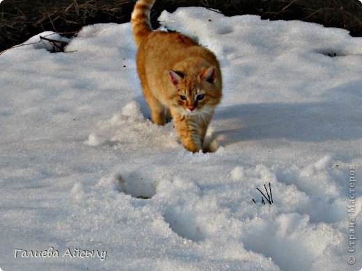 Пошли по снегу... (фото 10)