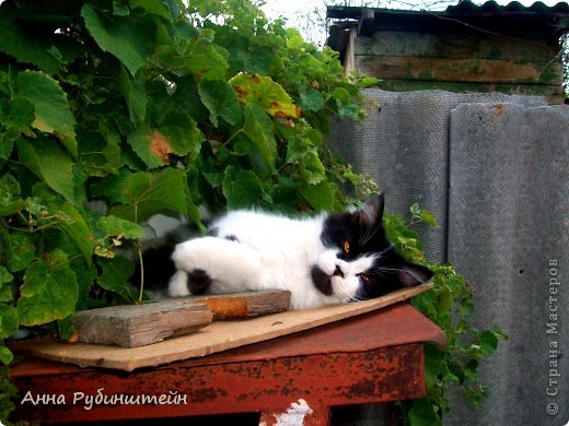 Это он уже постарше, греется на солнышке))) Живет Том дома с моей мамой и братом в г.Зеленокумске Ставропольского края)) Я вижу его редко и очень скучаю. (фото 4)