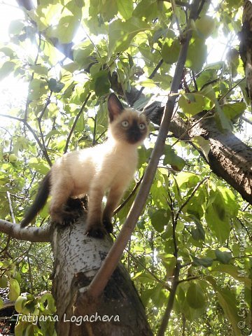 Маленький Боня в саду у родителей. По-моему, вылитый котенок Гав)) (фото 9)