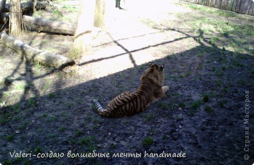 Грациозный тигр, их в вольере двое, мы наблюдали, как один из них точил об дерево когти-так интересно-толстое дерево шаталось от веса и усилий этого зверя. (фото 32)