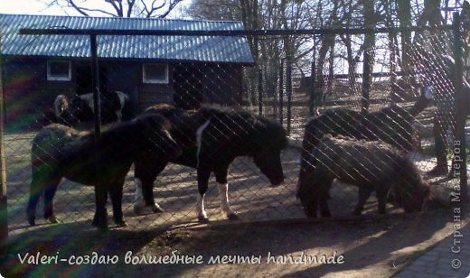 Заканчиваю фотографией пони-всё таки год лошади! (фото 68)