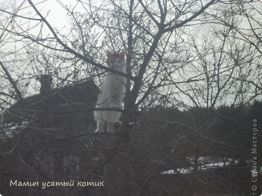 Короче,  к салу не успели. Муська увидела фотографа и отвлеклась от котов - разбойников. 
Вот так заканчивается мой репортаж. А что вытворяли ваши мартовские кошки и коты? (фото 7)