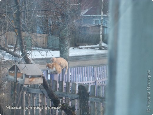 Значит, это наверно очередь в кормушку))
Выглядываю я как то в окно, а там штук 10 кошек! Почти все рыжие! И мой выделяется - черный))
 (фото 2)