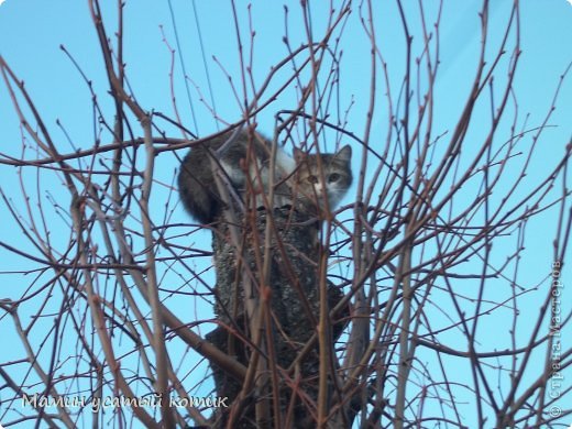 Вот кошка, которую поджидают. Хотя мне кажется, что она не одна на десятерых. Вы присмотритесь на первую фотографию и на эту. Отличаются же! Но эта тоже пыталась стать воробьем..Не влезла.. (фото 4)