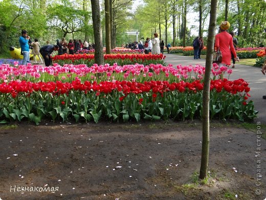 Парк цветов " Keukenhof" 1 часть. (фото 4)