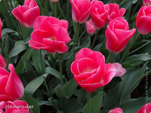 Парк цветов " Keukenhof" 1 часть. (фото 5)