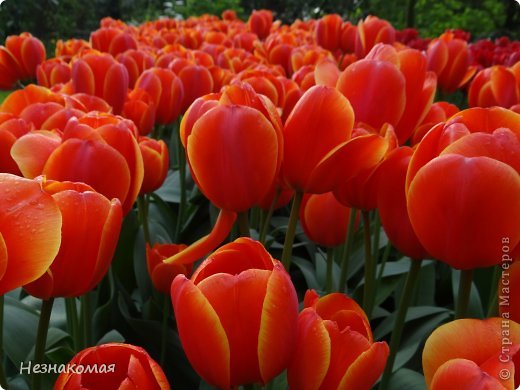 Парк цветов " Keukenhof" 1 часть. (фото 6)