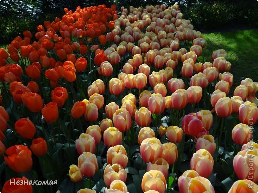 Парк цветов " Keukenhof" 1 часть. (фото 8)