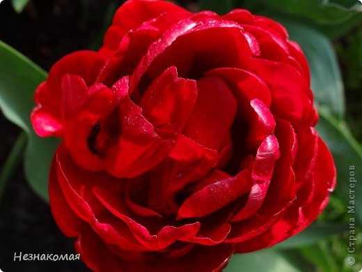 Парк цветов " Keukenhof" 1 часть. (фото 11)