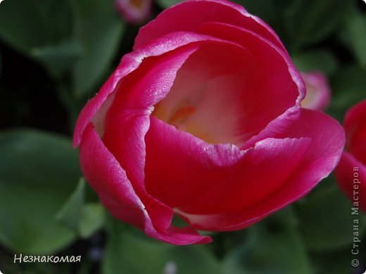 Парк цветов " Keukenhof" 1 часть. (фото 16)