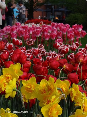 Парк цветов " Keukenhof" 1 часть. (фото 18)