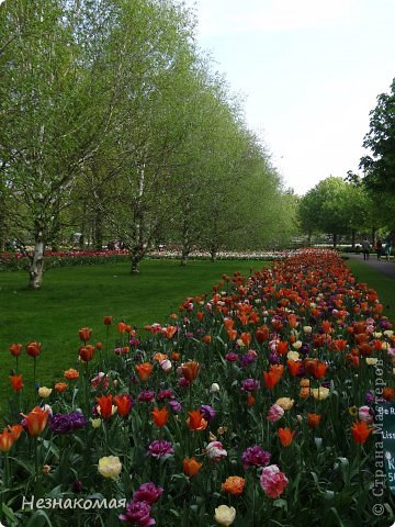 Парк цветов " Keukenhof" 1 часть. (фото 28)