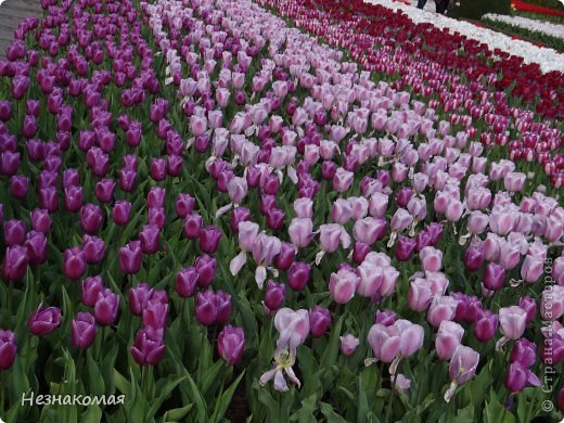 Парк цветов " Keukenhof" 1 часть. (фото 31)