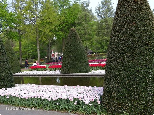 Парк цветов " Keukenhof" 1 часть. (фото 32)