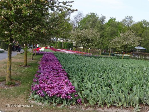 Парк цветов " Keukenhof" 1 часть. (фото 35)