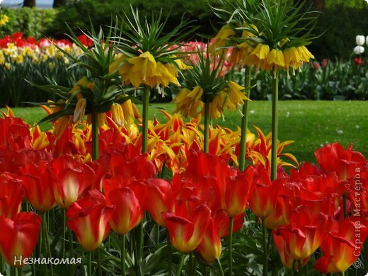 Парк цветов " Keukenhof" 1 часть. (фото 37)