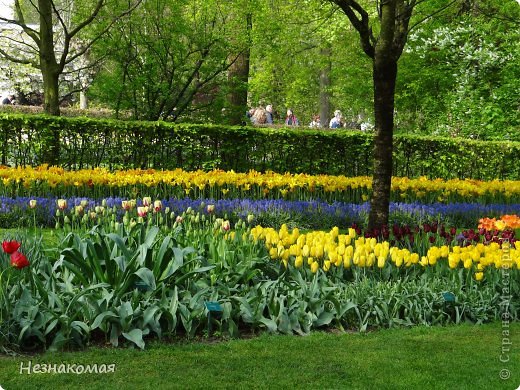 Парк цветов " Keukenhof" 1 часть. (фото 38)