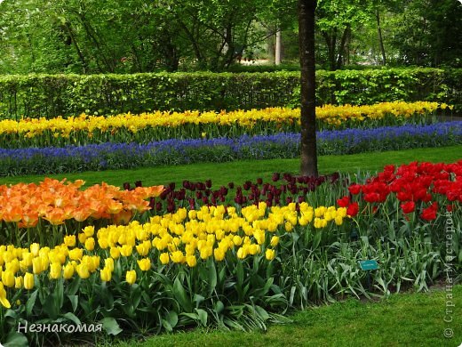 Парк цветов " Keukenhof" 1 часть. (фото 39)